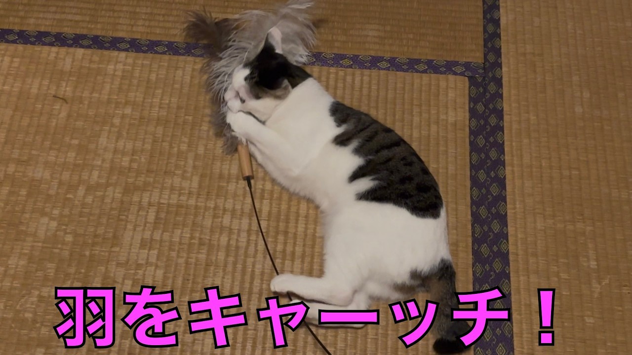 保護猫ナターシャの578日目：猫じゃらしで遊ぶ