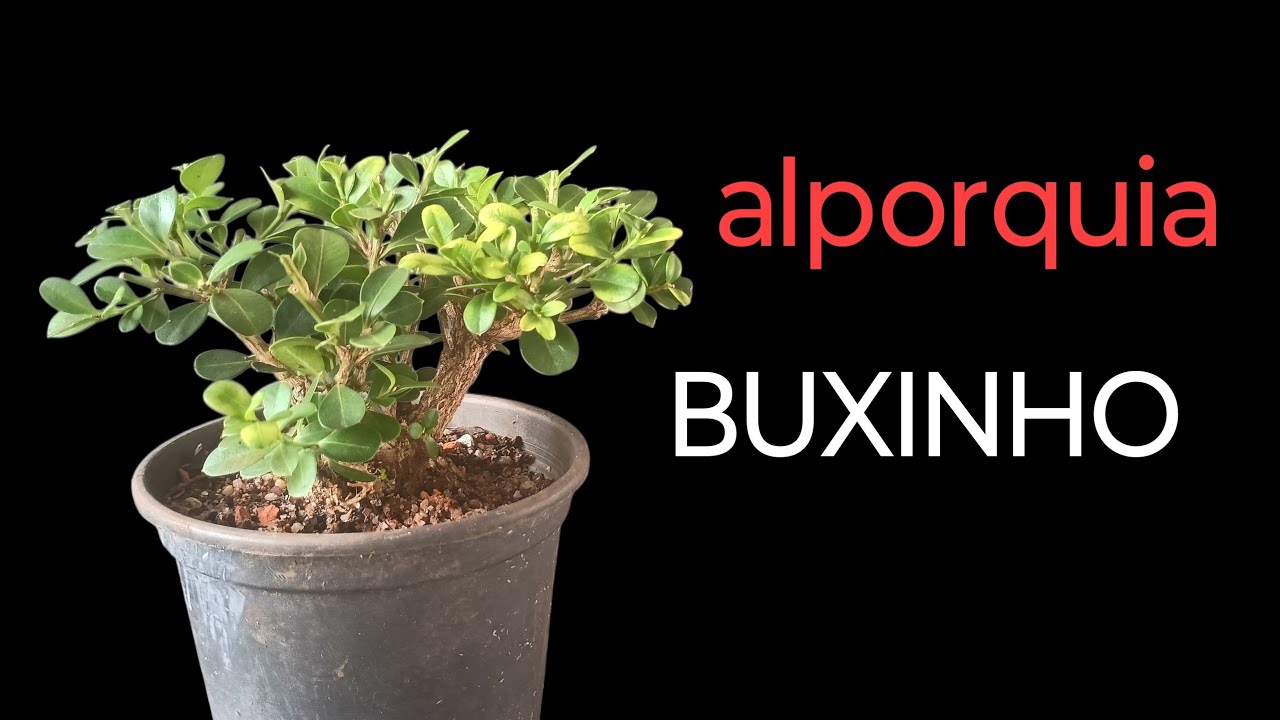 Alporquia BUXINHO 