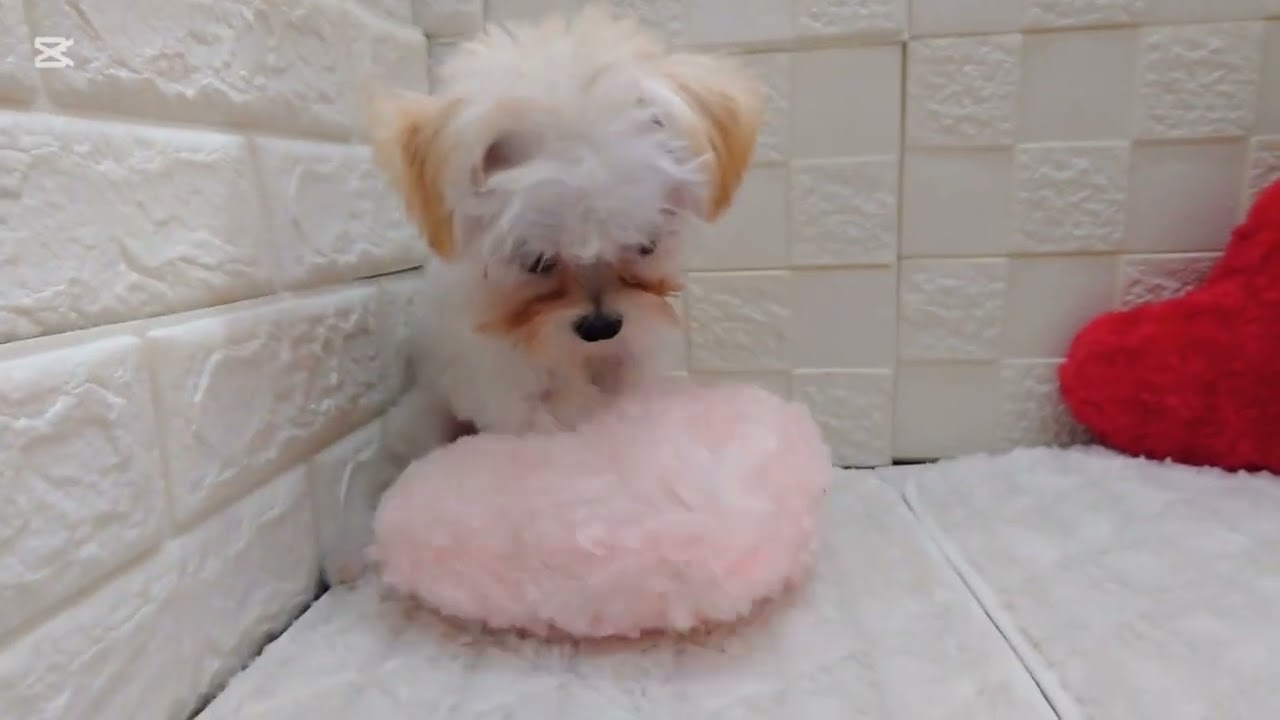No 196672　マルチワ♂　ペットショップ犬の家猫の里アミーゴ神の倉