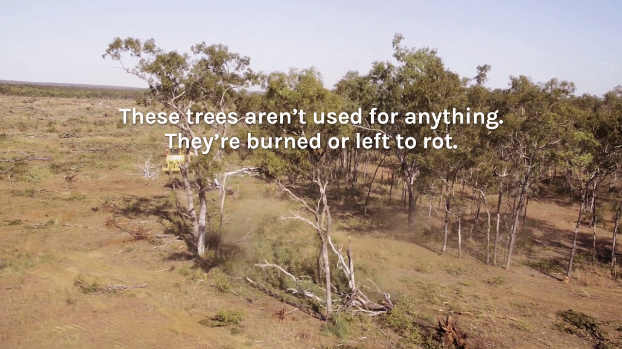 This is what deforestation looks like