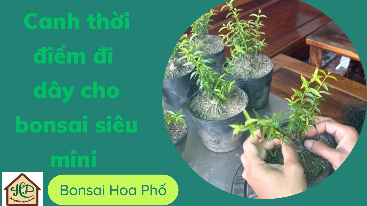 Đi dây lần đầu cho Bonsai Siêu mini
