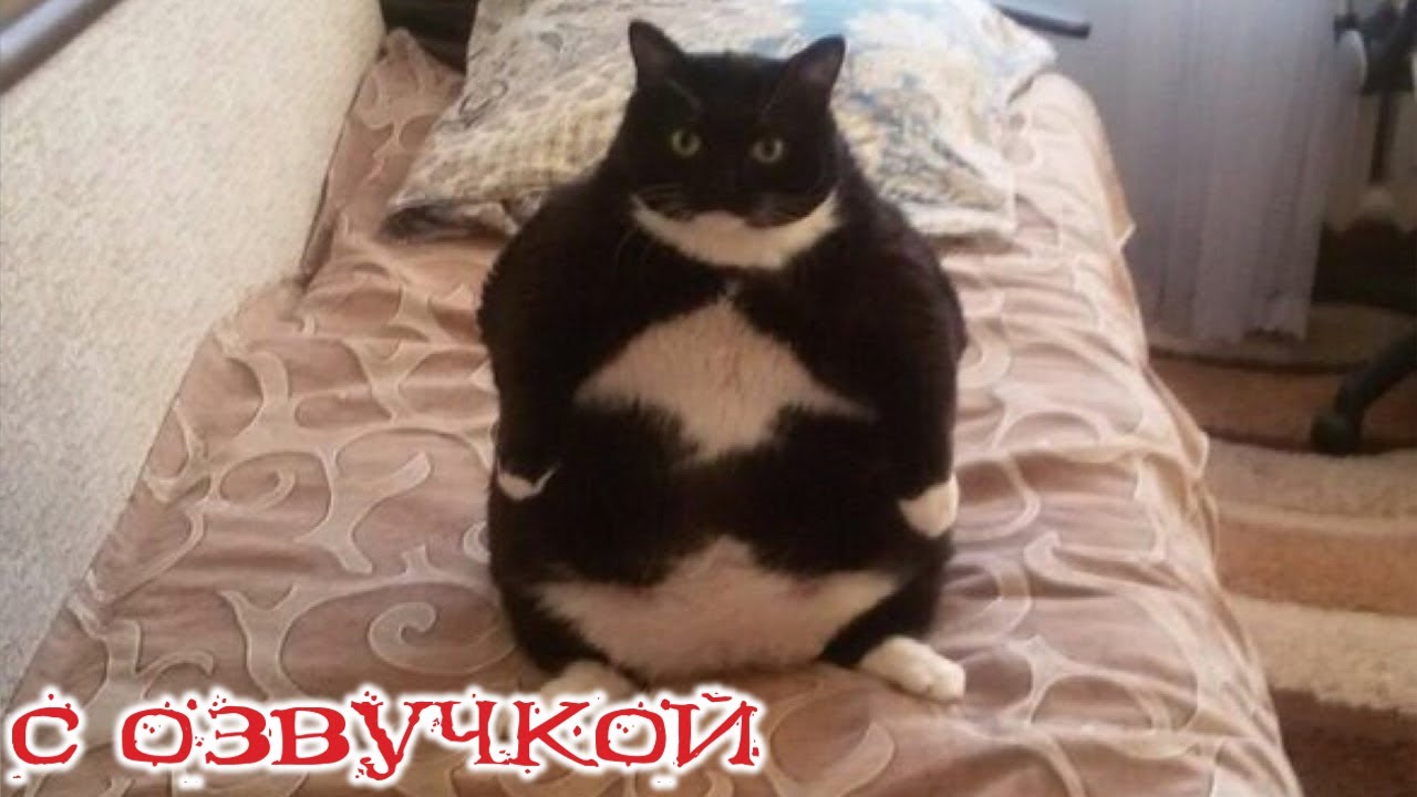 ПРИКОЛЫ С КОТАМИ! С ОЗВУЧКОЙ! САМЫЕ Смешные животные! - Смешные коты и собаки!