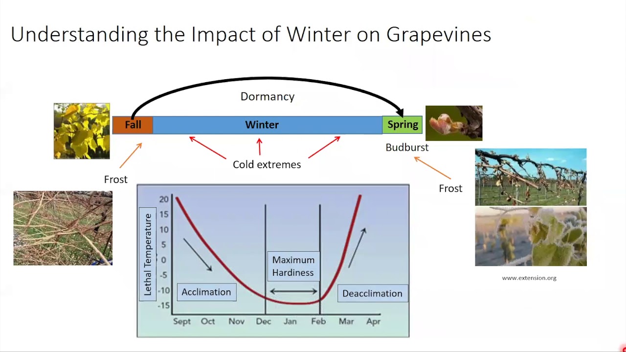 Jason Londo: Toward understanding the ... complexities of grapevine winter survival