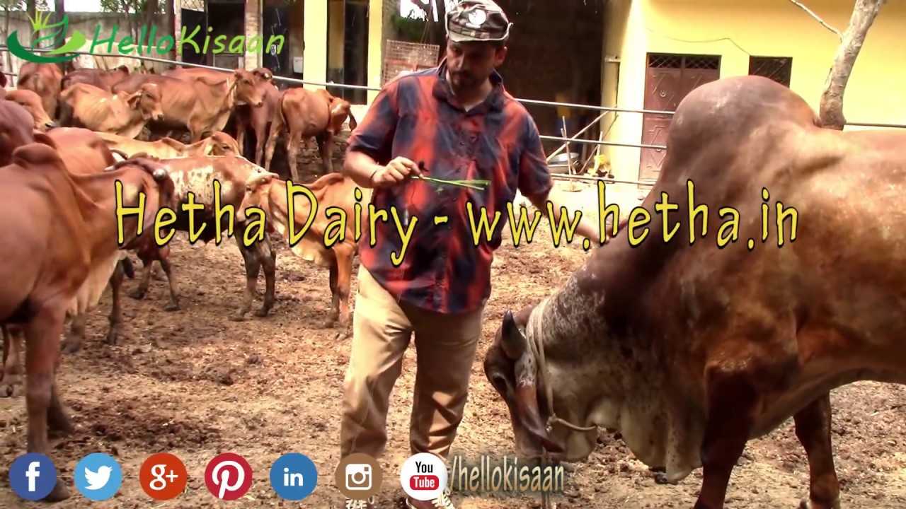 120 रूपए लीटर गिर गाय का दूध || असीम रावत का गिर डेयरी फार्म || Hetha Gir Cow Dairy Farm