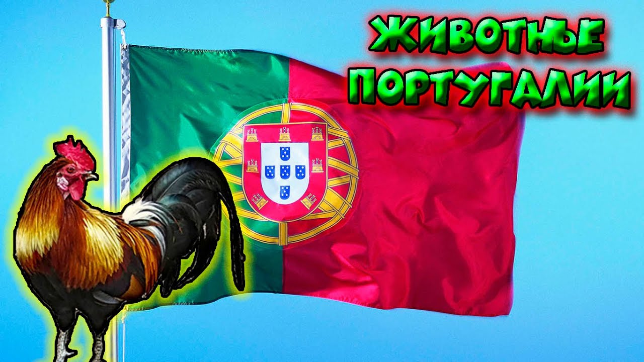 Животные Португалии / Animals of Portugal