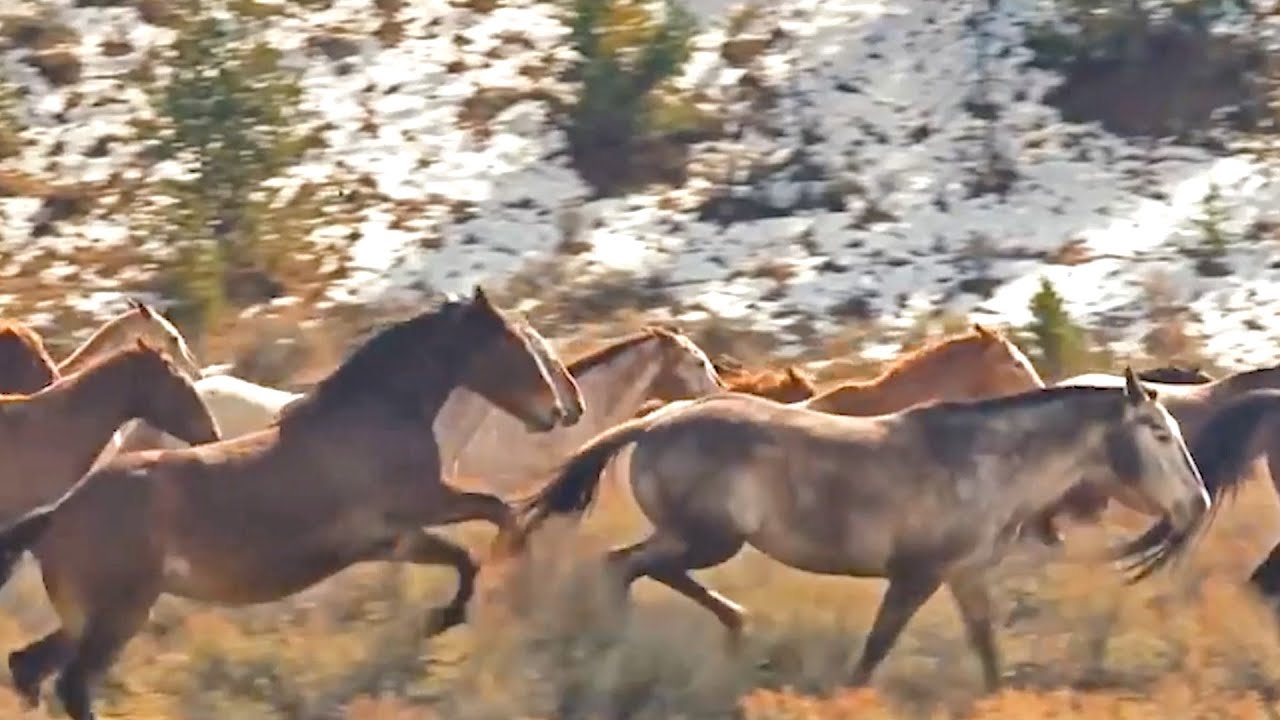 CURSO EQUINO con CABALLOS SALVAJES - Edición 2022