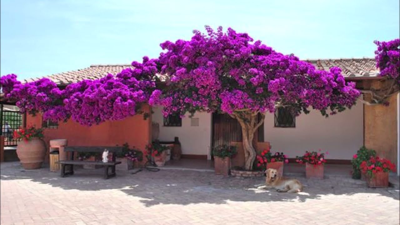BUGAMBILIA O SANTA RITA COMO REPRODUCIRLA, MANTENERLA Y SUS USOS