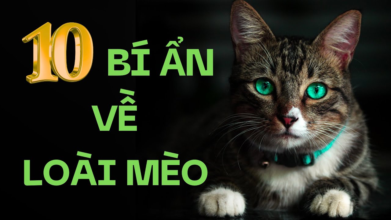 10 bí ẩn về loài mèo