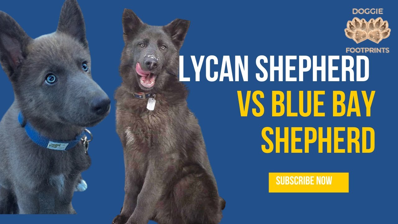 Lycan Shepherd VS Blue Bay Shepherd | Learn Why You Should Avoid These Shepherds | Doggie Footprints