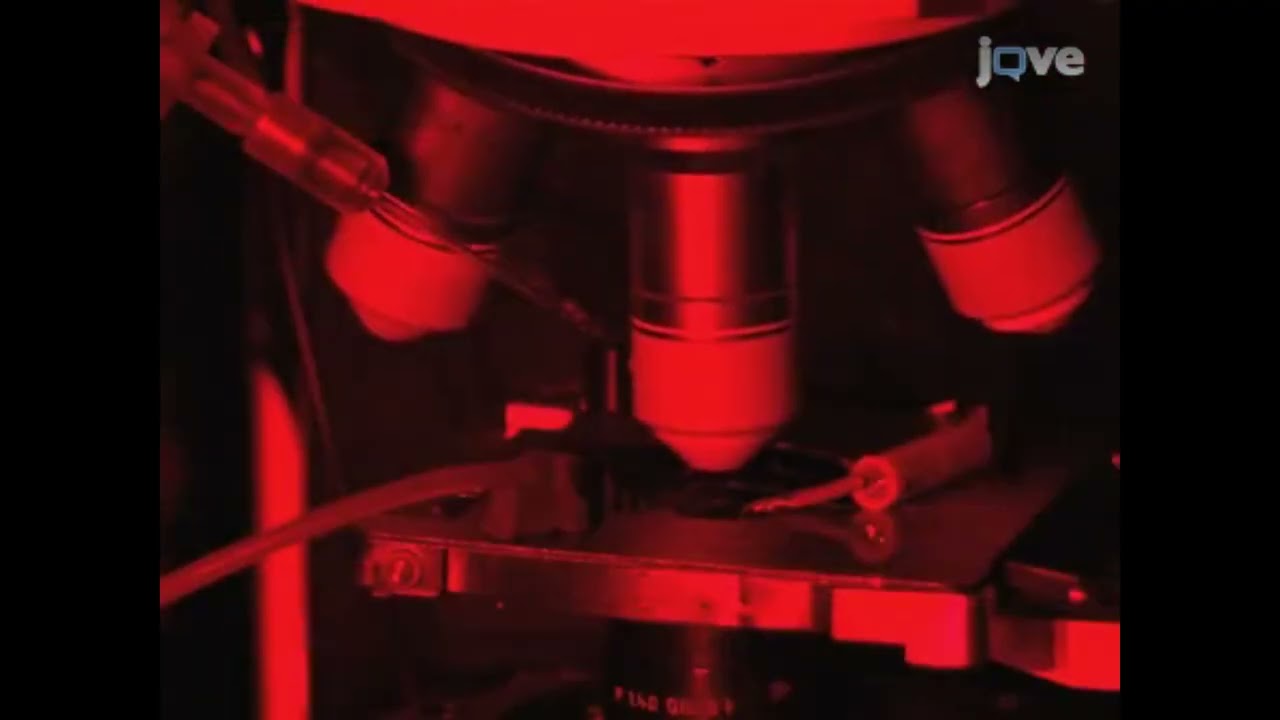Электрофизиологические свойства популяций клеток, меченных GFP, в неповрежденной сетчатке.