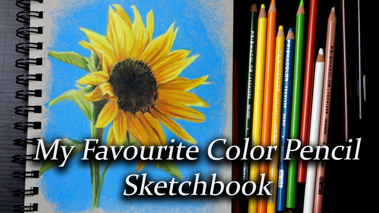 Color pencil sketching - Sunflower study  Using Prismacolors in my Strathmore toned grey
