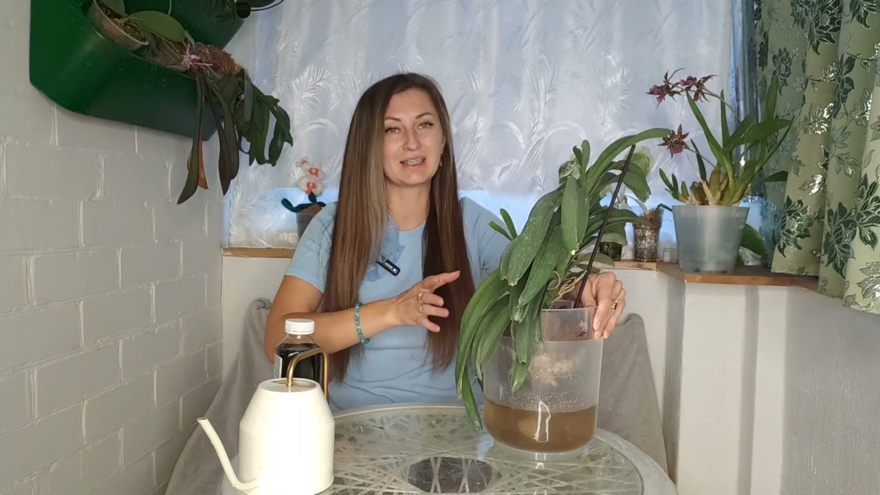 Лучший УХОД за Королевой❗ УХОД за Орхидеей Ванда ❤‍🔥