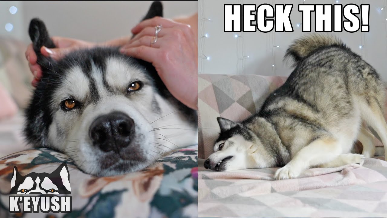 My Spoiled Husky Totally RUINS his Massage!