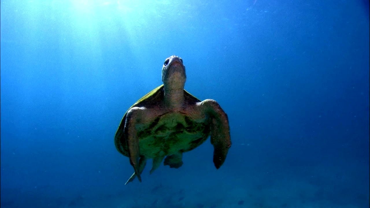 Ningaloo Reef - Australia&rsquo;s Hidden Marine Paradise Revealed