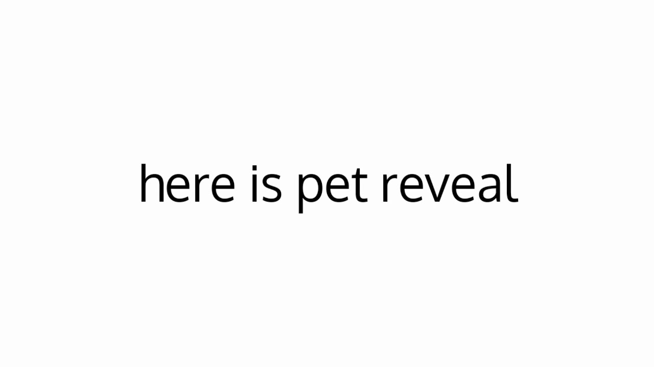 Actual Pet Reveal