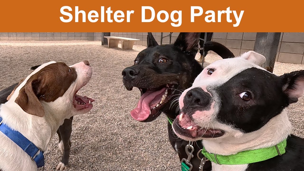 Dog TV Daycare #37