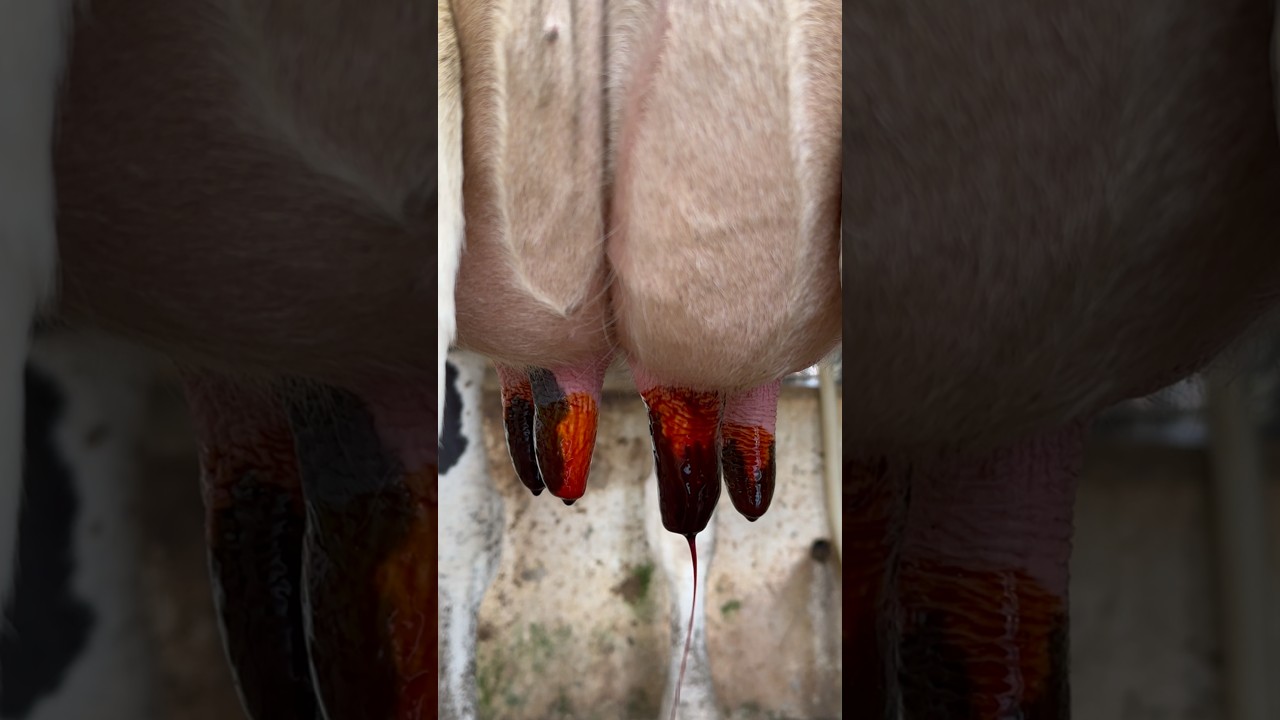 Clean, Milk, Dip 🐄🥛 | Cow Milking Routine