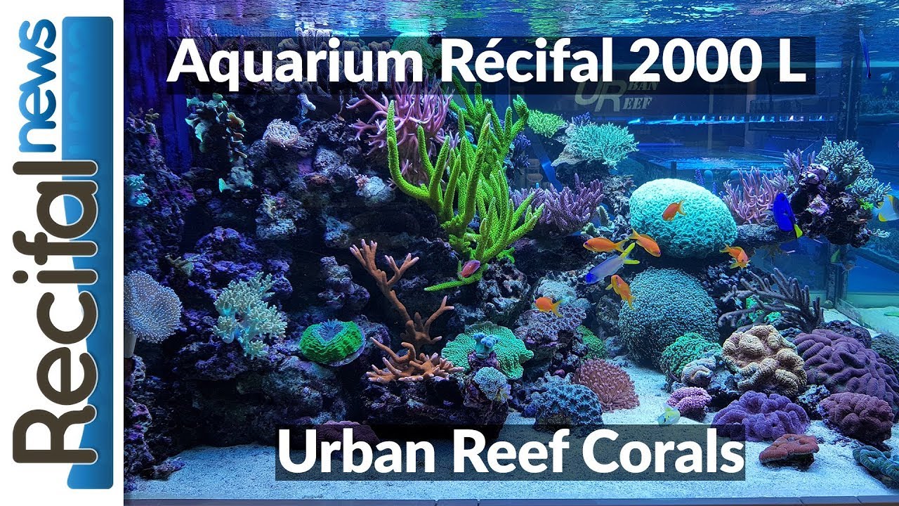 Aquarium récifal 2000 L - Urban Reef Corals