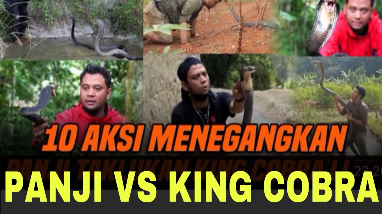 GILAA!! 10 KING COBRA INI PERNAH BIKIN PANJI BABAK BELUR!