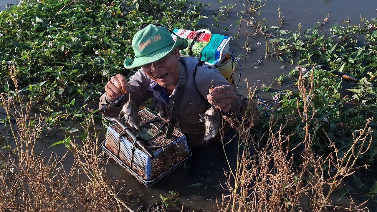 Nay chú sáu đi tét cây 14f cho anh ở Trà Vinh nha, nay trích ếch mà dính chuột, rắn luôn nha anh em 