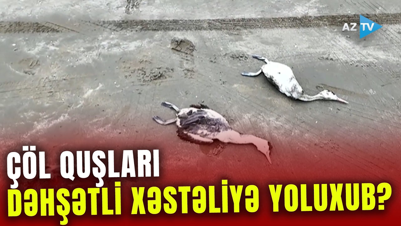 Bakıda da Xəzər sahilində quşların kütləvi ölümü QEYDƏ ALINDI: XƏSTƏLİK YAYILDI?
