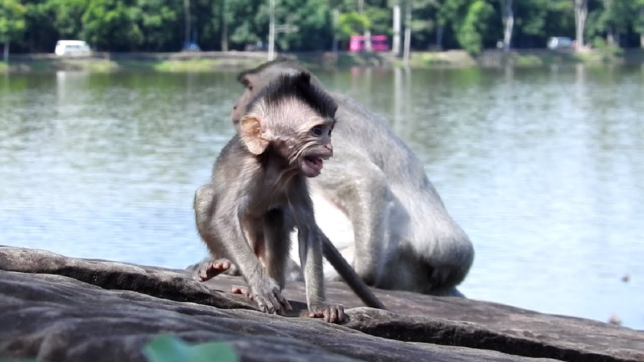 Baby Monkey Afraid Kidnapper ST844 Mono Monkey