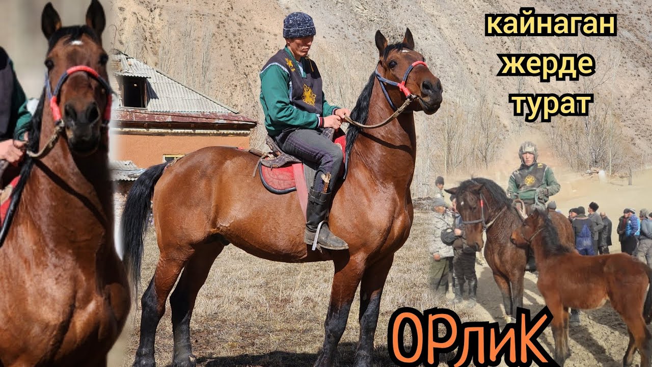 сатылды орлик 😱АЛАЙДЫН АТЫ  👍5 марта 2023 г.