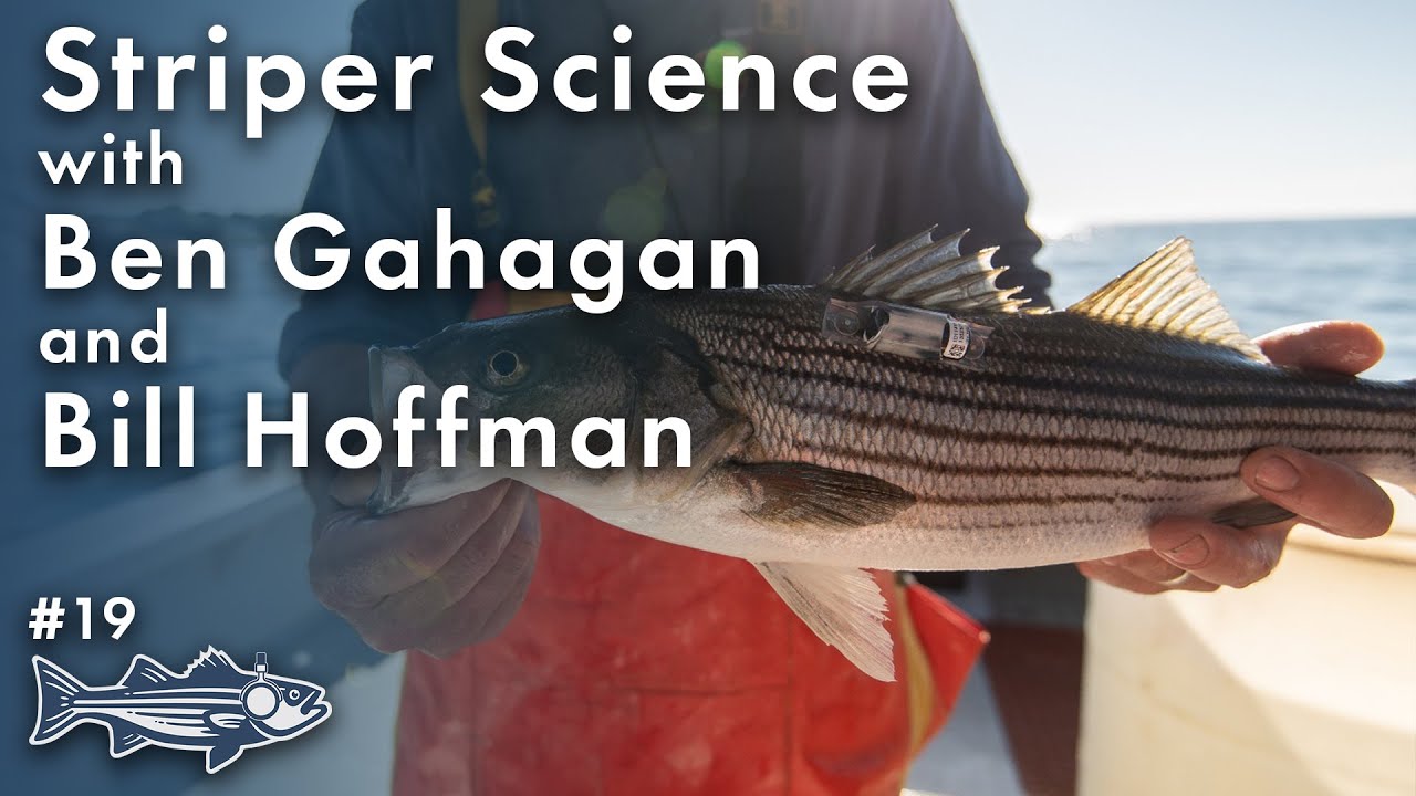 Striper Science with Ben Gahagan and Bill Hoffman | On The Water Podcast #19