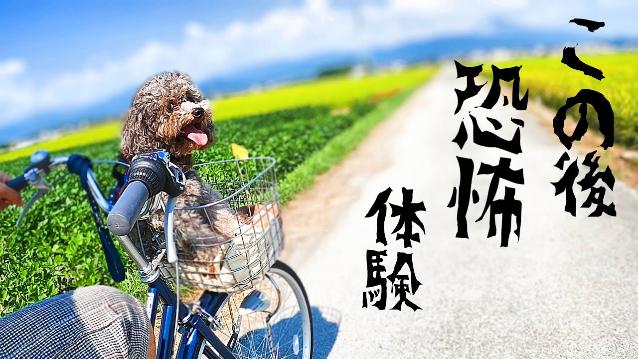 【犬とチャリ】スリルと田園風景を体験できる！