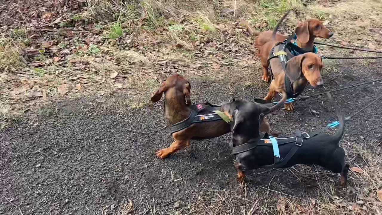 Dachshund Bikejöre!