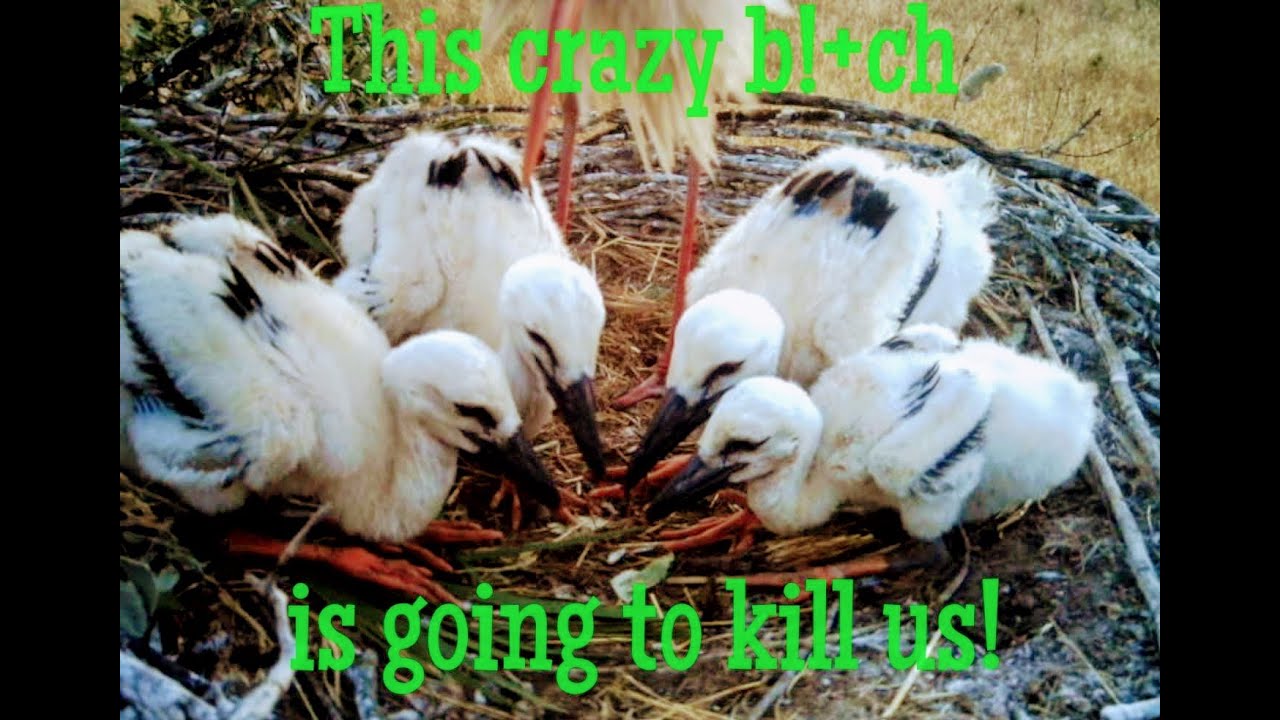 Stork Moms freaking out on storklets