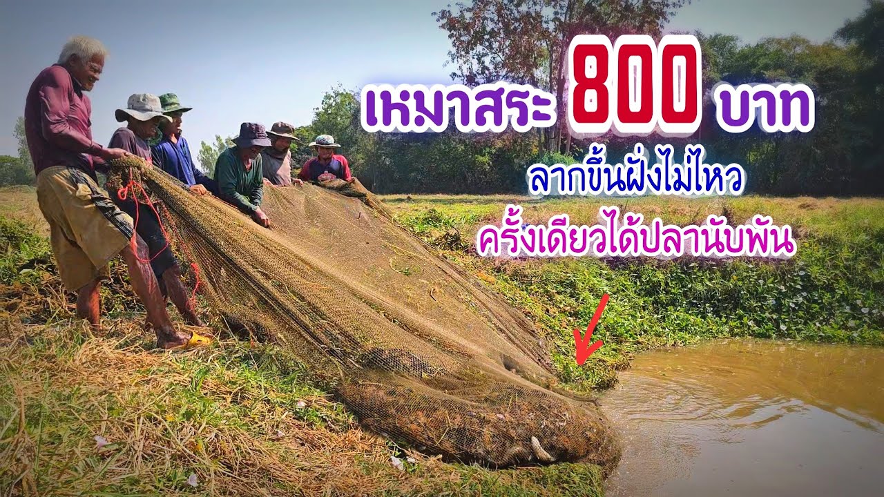เหมาสระราคา 800฿ โจมปลาขึ้นก่อนแค่ครั้งเดียวได้ปลานับพันตัว ลากขึ้นฝั่งแทบไม่ไหว