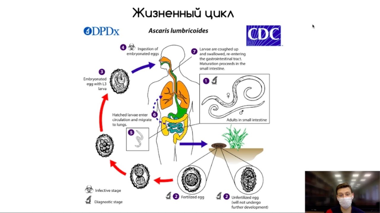 Гельминтология: плоские черви, круглые черви (краткий обзор)