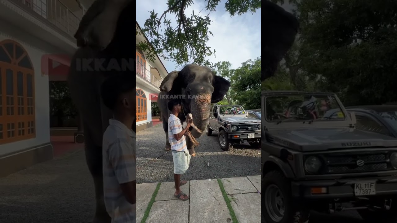 ഇക്ക ആട്ടിൻകുട്ടികളെ കളിപ്പിക്കുന്നത് കാണുമ്പോ ദേഷ്യം കാണിക്കുന്ന കാവേരിപ്പെണ്ണ്  | kaveri | shimil