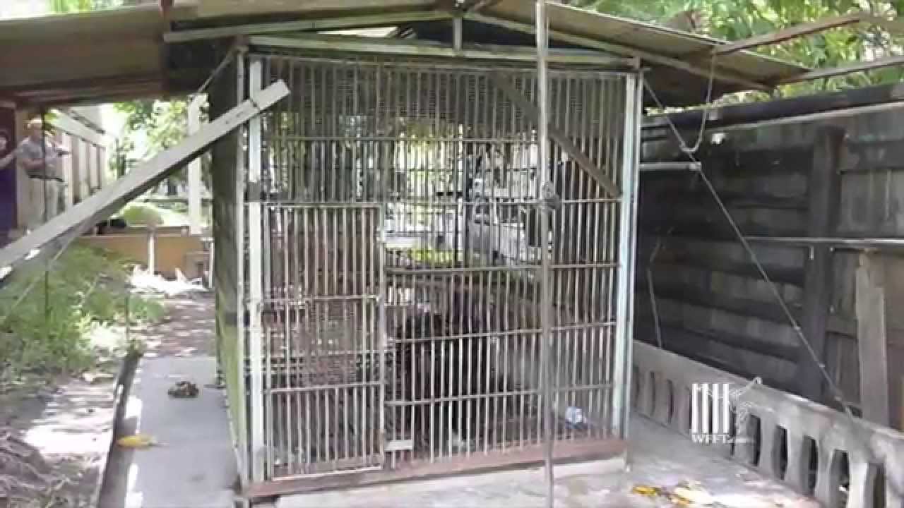 Chimp in the city of Bangkok