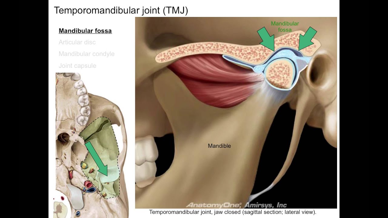 Infratemporal fossa