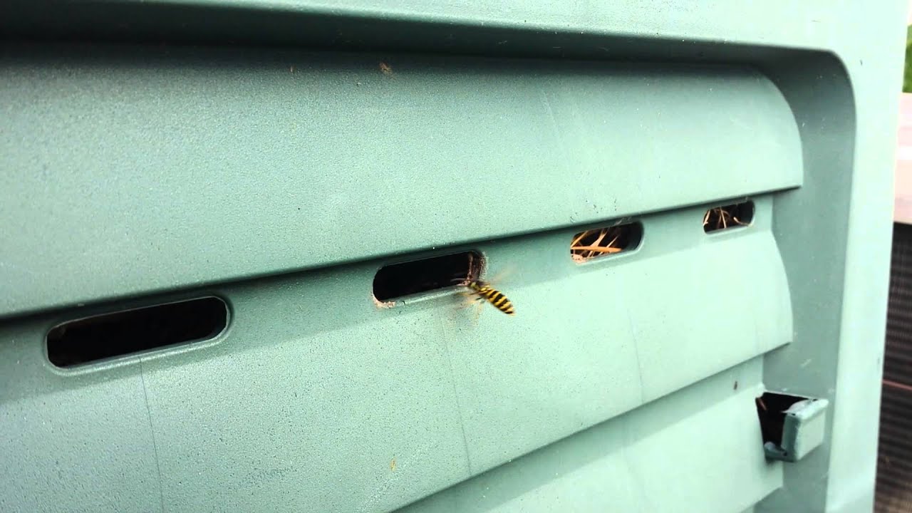 2014 08 Vespula maculifrons21 181129