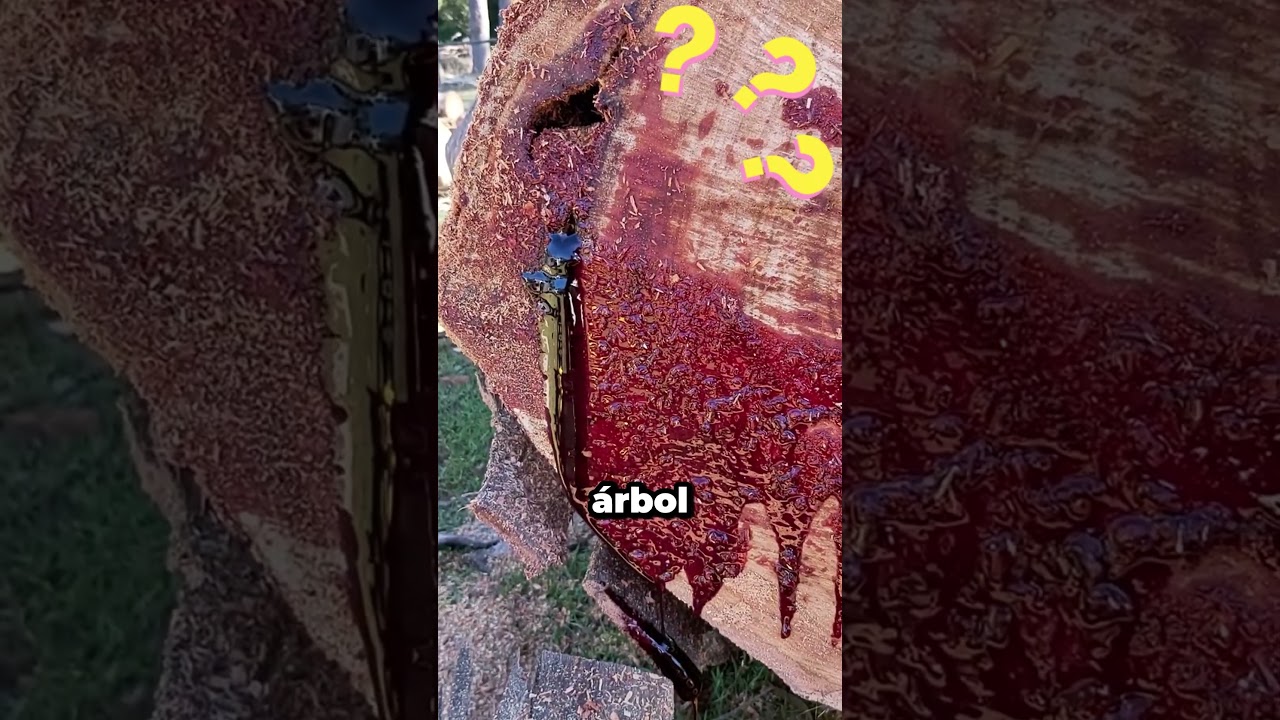 &Aacute;rbol sangrante 🌴😱