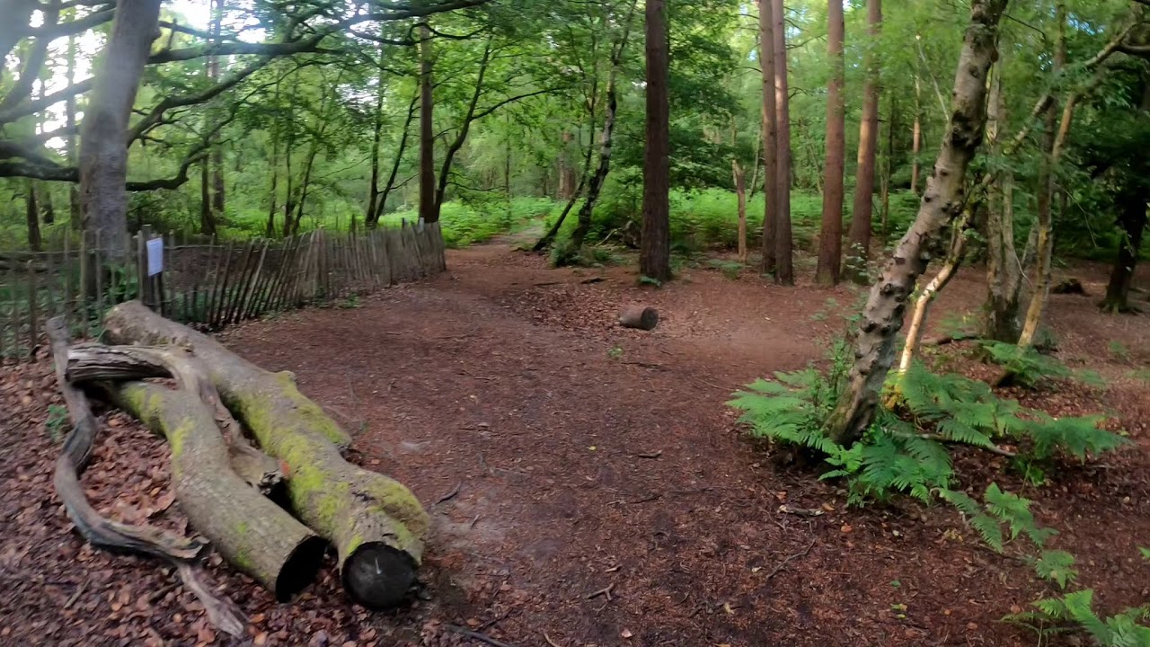 Welsh terrier off lead