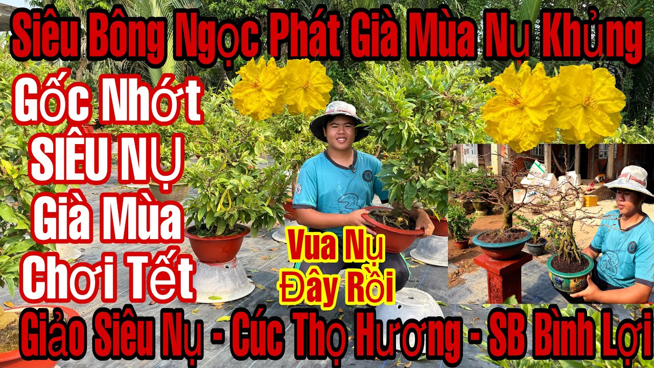 11/12âL☎️0389650727☎️🌲Mai Vàng Chơi Tết Giá Rẻ🌲Siêu Bông Ngọc Phát-Cúc Thọ Hương-Sb Bình Lợi...🌲