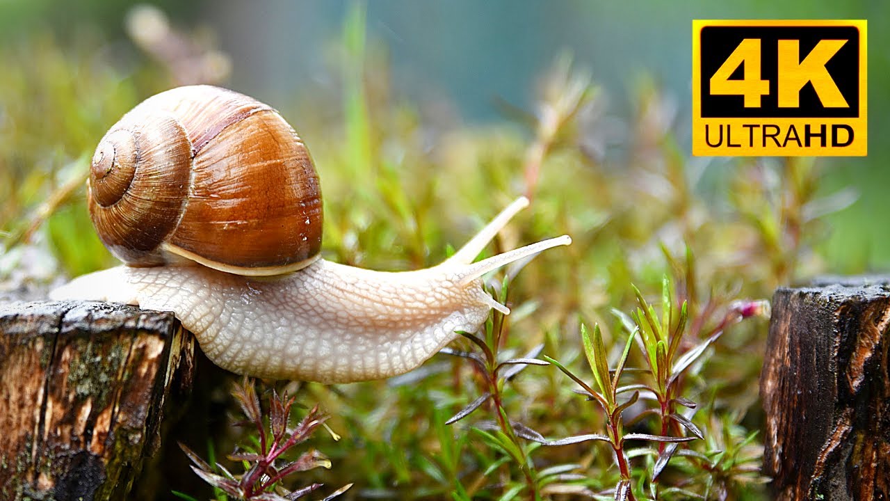 Cute Burgandy Snail || Slowest Mollusk In The World || Extreme Macro Shots || 4K UHD