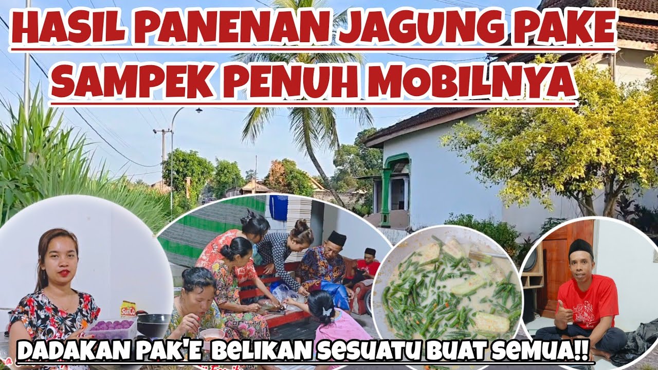 HASIL PANENAN JAGUNG PAKE DI ANGKUT MOBIL SAMPEK PENUH‼️DADAKAN PAKE BELIKAN SESUATU BUAT SEMUA ⁉️