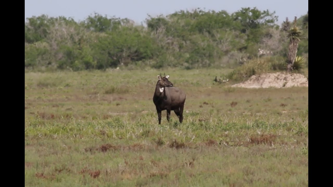 Nilgai hunt with Double Shot Outfitters