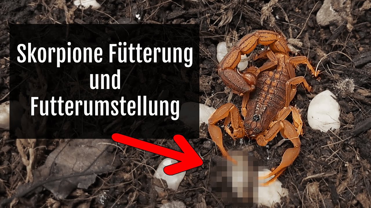 Skorpione Fütterung und Futterumstellung #vogelspinne #skorpion #phasmiden