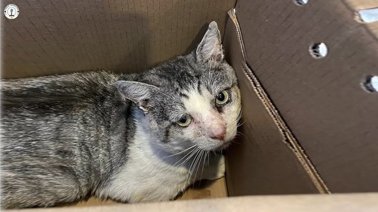 Unwanted and set to be euthanized, this poor cat has shown everyone what true life is