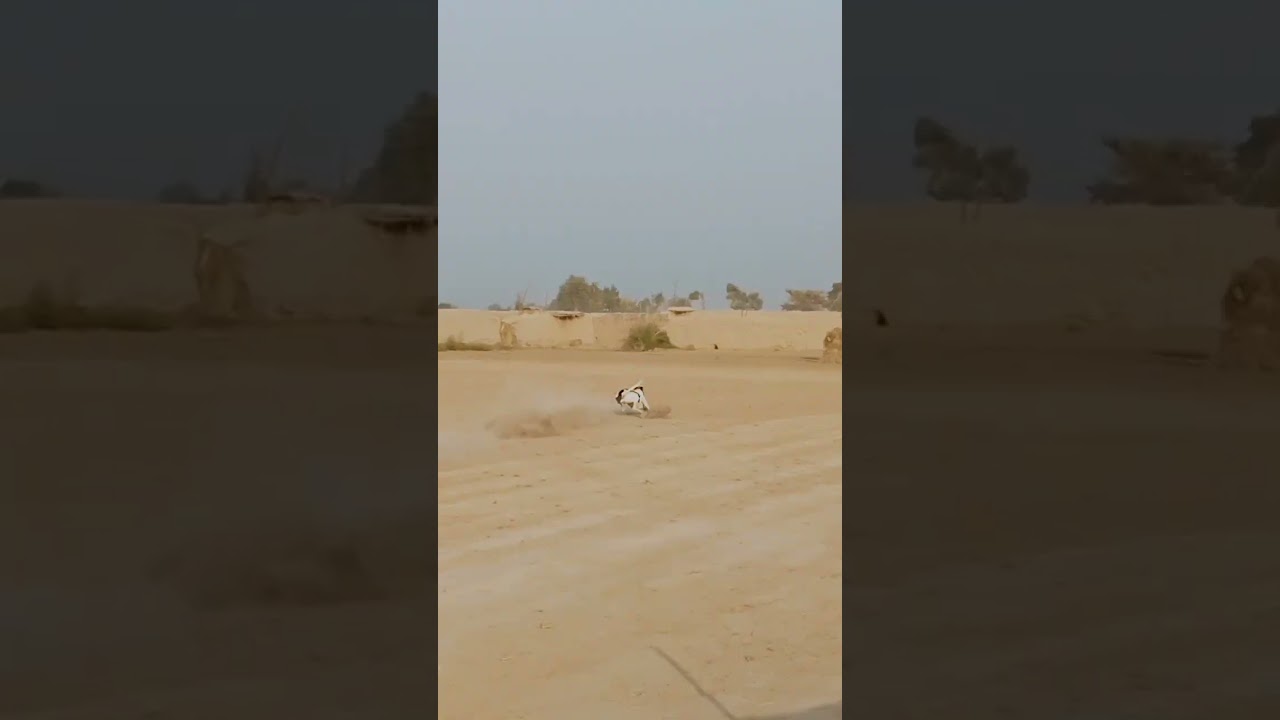 Greyhound chasing rabbit