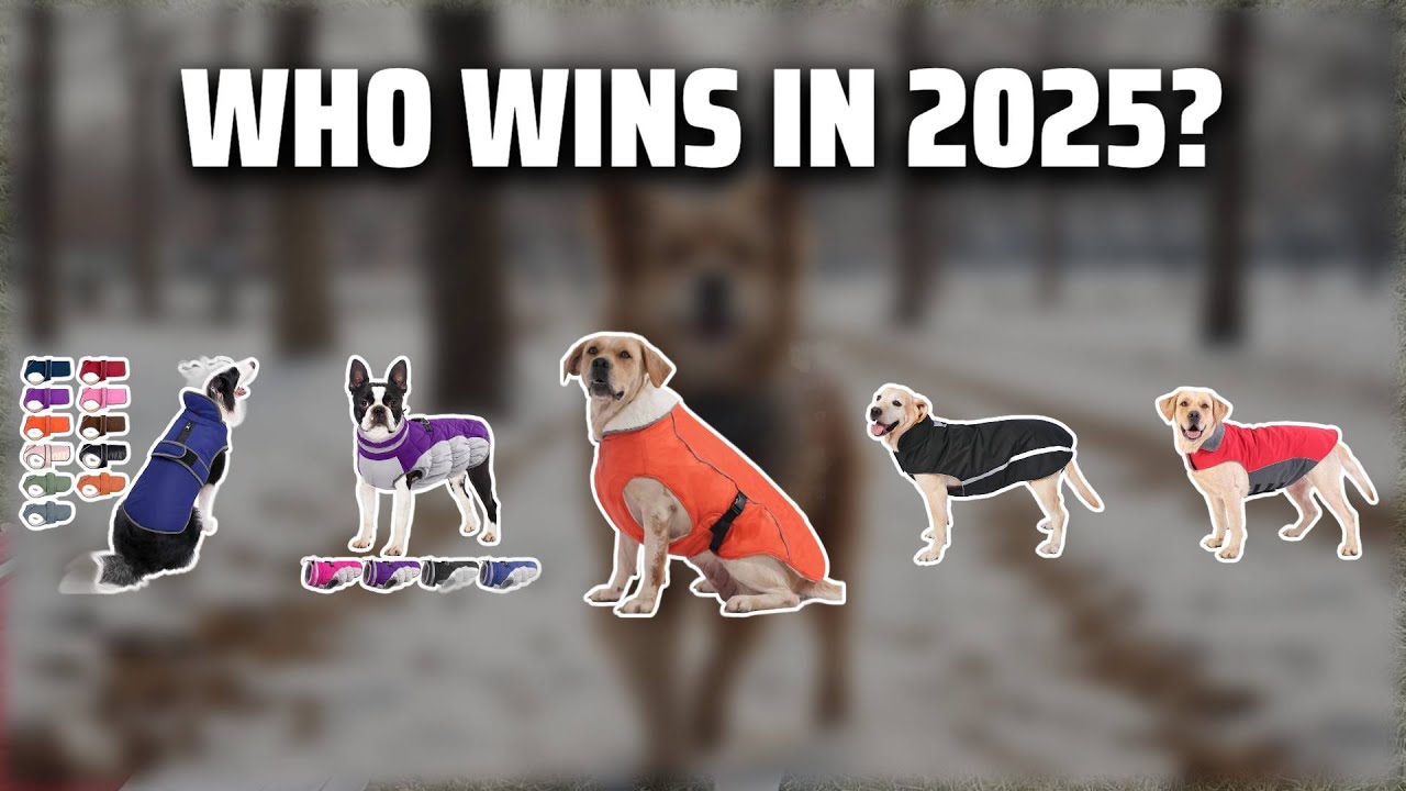 The Top 5 Best Large Dog Jackets in 2025 - Must Watch Before Buying!