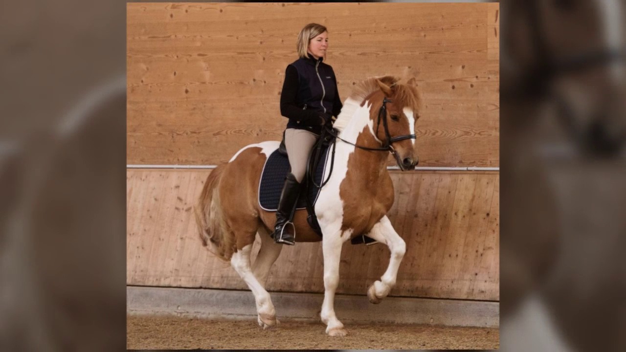 The Dressage Seat Trailer