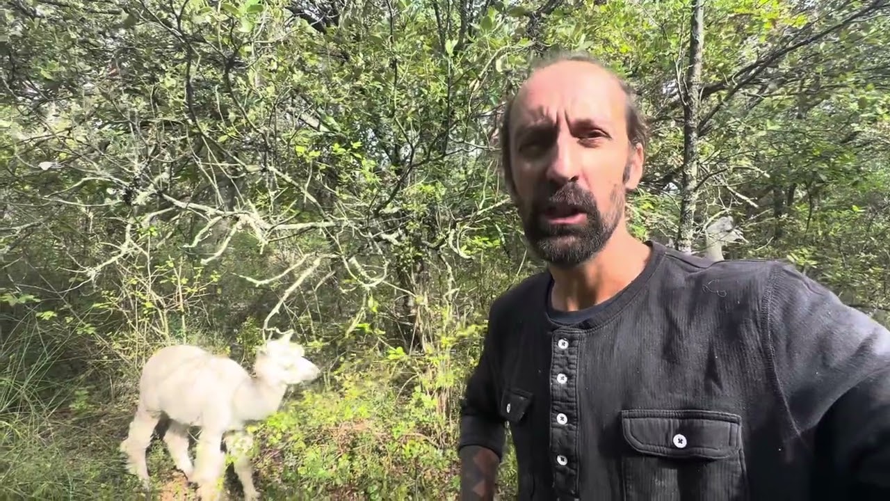 Débroussaillage de la garrigue par des lamas et alpagas vous saurez tout 📖🔍🦙🌈