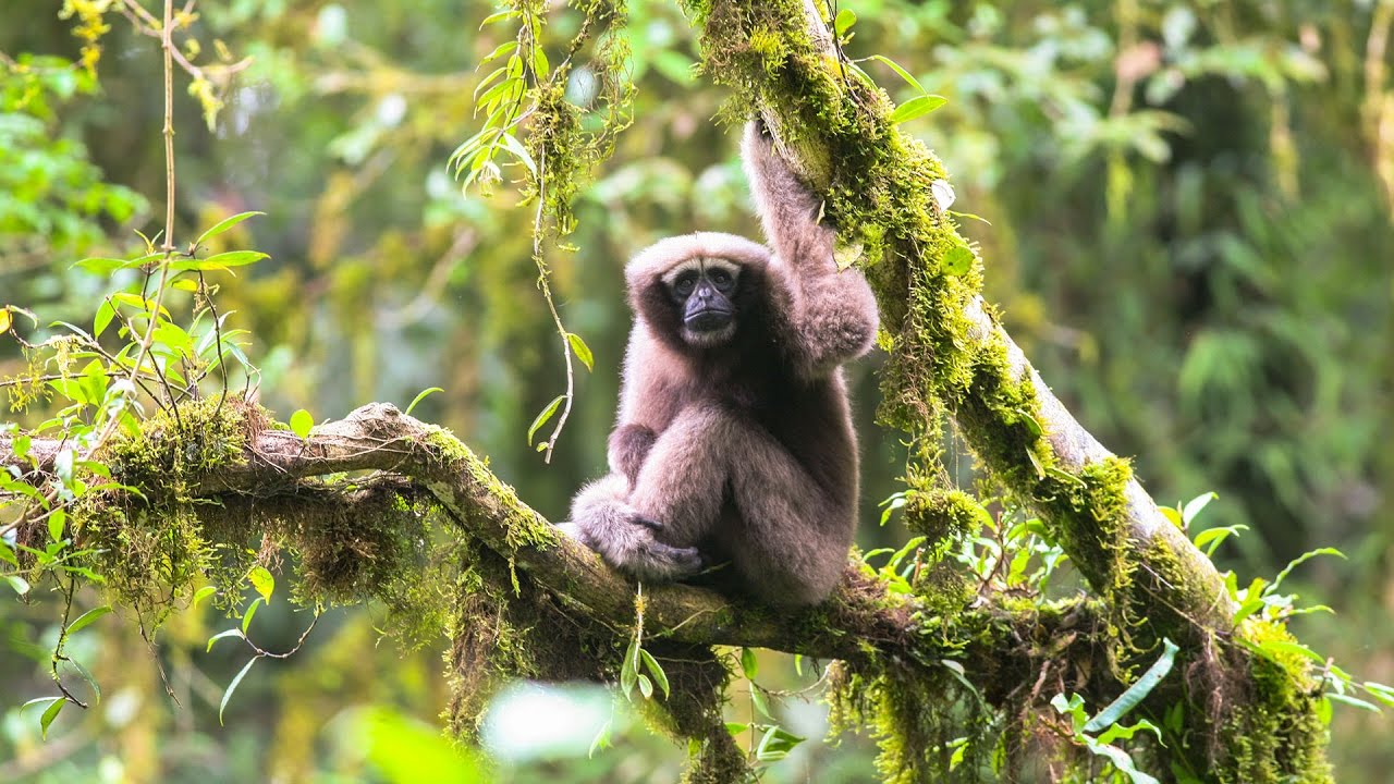 Scientists discover new primate species!